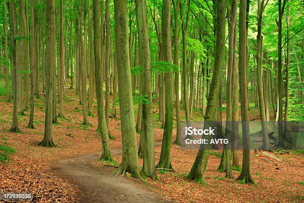 Ścieżka Przez Las Beech - zdjęcia stockowe i więcej obrazów Baldachim drzew - Baldachim drzew, Bez ludzi, Buk - drzewo