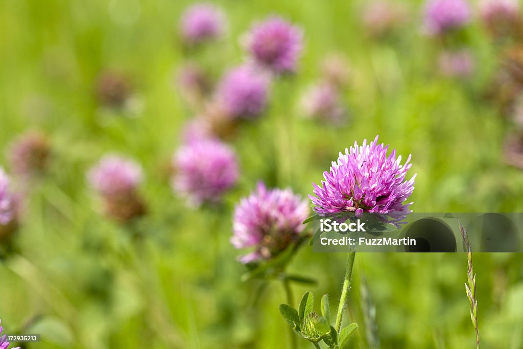 Fleurs de Trèfle rouge - Photo de Agriculture libre de droits