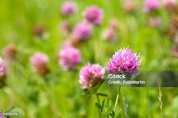 Foto de Red Trevo Flores e mais fotos de stock de Agricultura - Agricultura, Alimentar, Campo