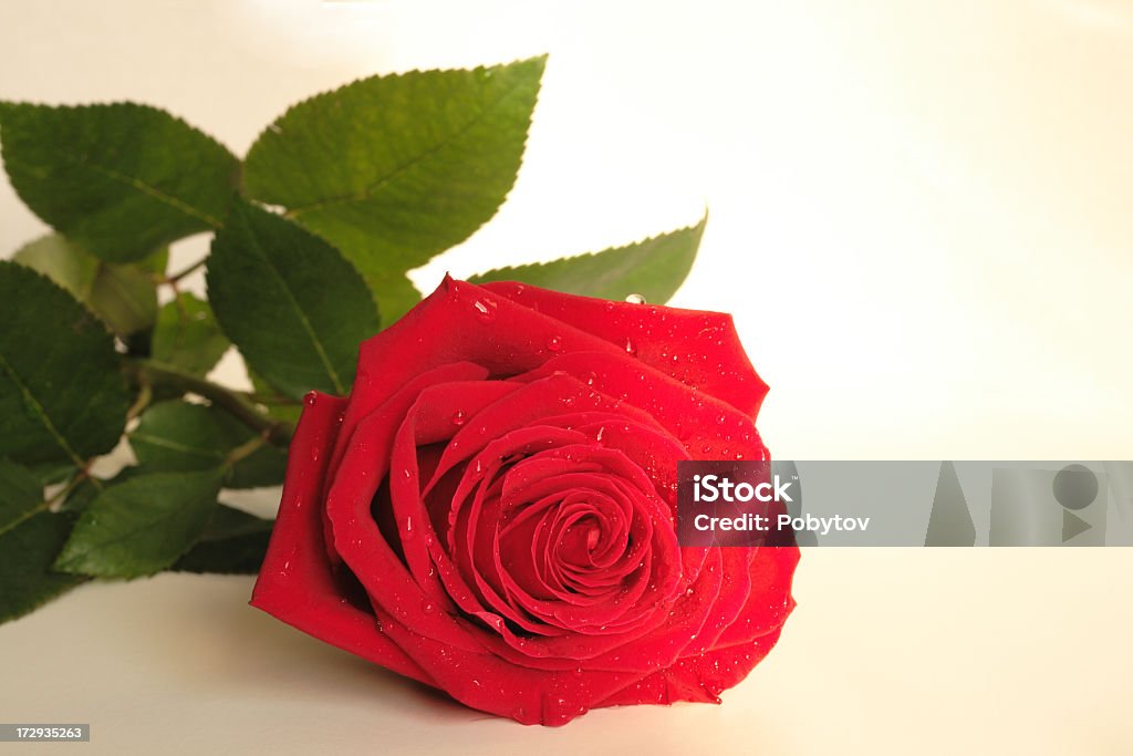scarlet rose - Lizenzfrei Blatt - Pflanzenbestandteile Stock-Foto