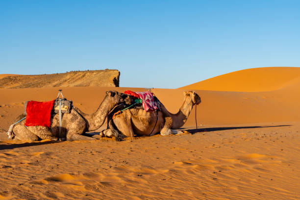 istock Camels in Sahara Desert, Morocco 1729352811
