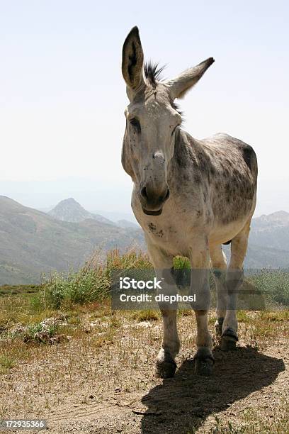 Muli Foto de stock y más banco de imágenes de Burro - Animal - Burro - Animal, Aire libre, Alegre