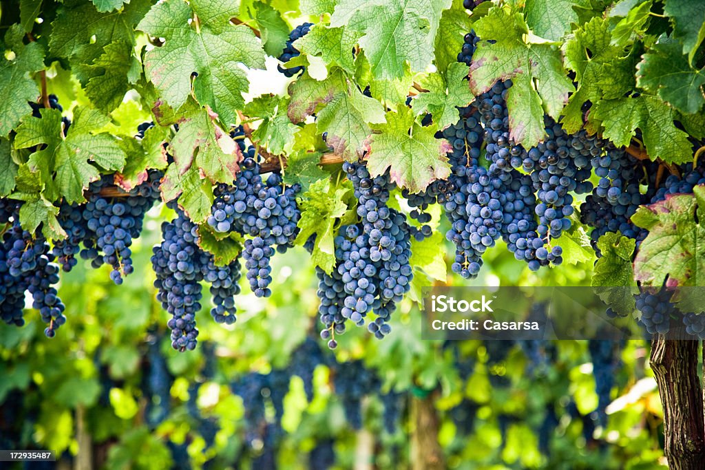 Vin rouge Vignoble - Photo de Agriculture libre de droits