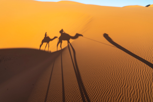 Indian cameleers (camel driver) bedouin with camel silhouettes in sand dunes of Thar desert on sunset. Caravan in Rajasthan travel tourism background safari adventure. Jaisalmer, Rajasthan, India