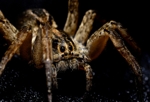 Macro image of a large wolf spider with eyes looking at camera