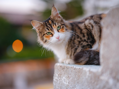 cats of Turkey, small resort town of Side with ancient Greek ruins. over sunset time