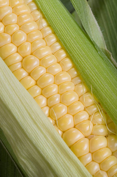 Mazorca de maíz Vertical Diagonal CU - foto de stock