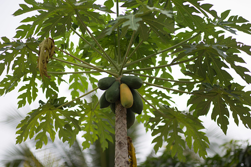 Papaya is a long, slender fruit with large and small fruits