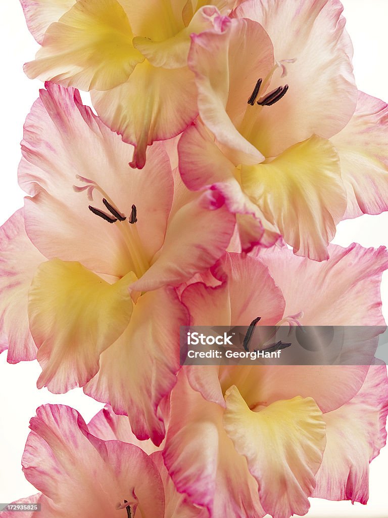 Gladiolus Closeup of a Gladiolus. Beauty Stock Photo