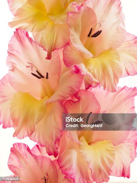 Gladiolus Stock Photo - Download Image Now - Beauty, Beauty In Nature, Bunch of Flowers