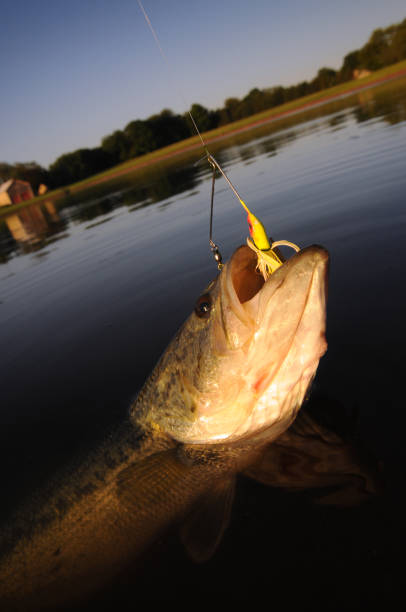 istock Largemouth Bass caught on spinnerbait 172935875