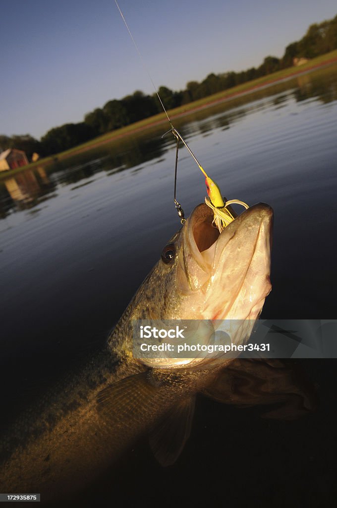 Largemouth Bass Caught On Spinnerbait Stock Photo - Download Image