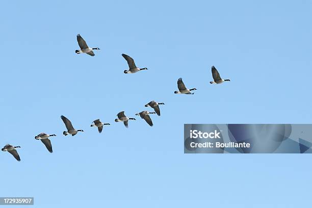 Liberty Stockfoto und mehr Bilder von Vogel - Vogel, Vogelschwarm, Vogelformation