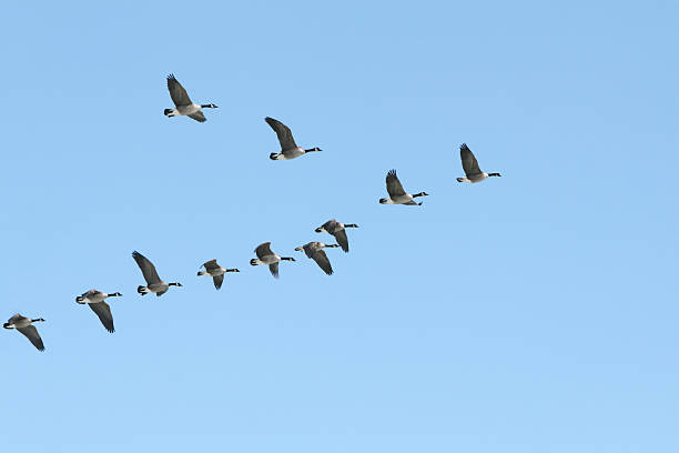 Liberty! Canada geese in v-formation. goose bird stock pictures, royalty-free photos & images