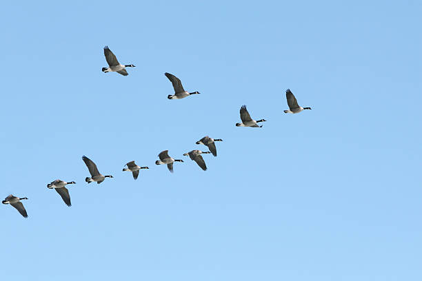 Liberty! Canada geese in v-formation. canada goose stock pictures, royalty-free photos & images