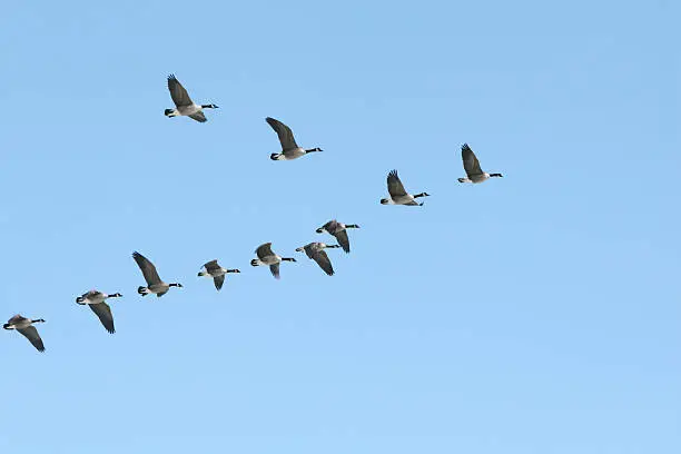 Canada geese in v-formation.