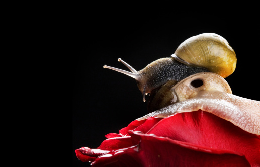 traveling snail