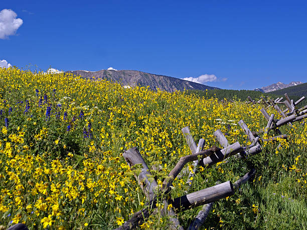 istock Colorado Wildflowers 172935932