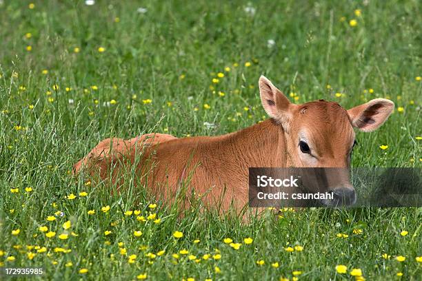 Kalbsleder In Feld Stockfoto und mehr Bilder von Agrarbetrieb - Agrarbetrieb, Braun, Einzelnes Tier