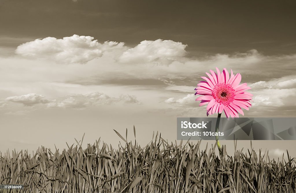 sepia world color flowers, sepia world Beauty Stock Photo