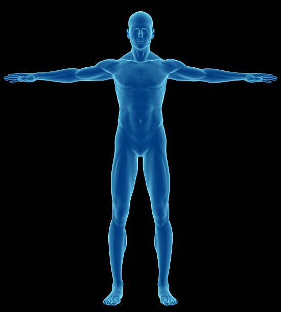 menschlichen körper eines mannes für studie - arms outstretched men anatomy front view stock-fotos und bilder