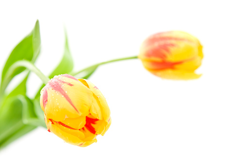 Two yellow/red tulips isolated on white.