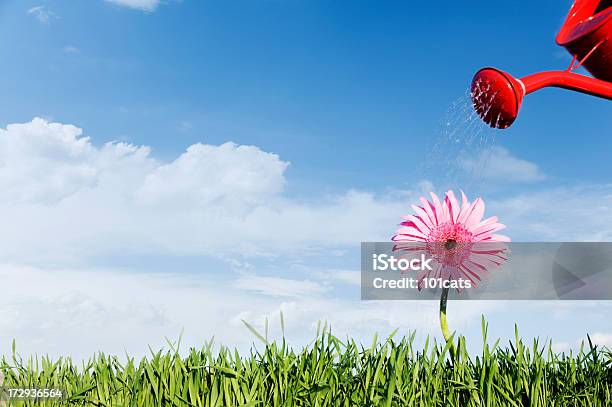 Gießen Stockfoto und mehr Bilder von Bewässern - Bewässern, Blau, Blume