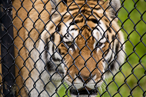 a tiger behind fence