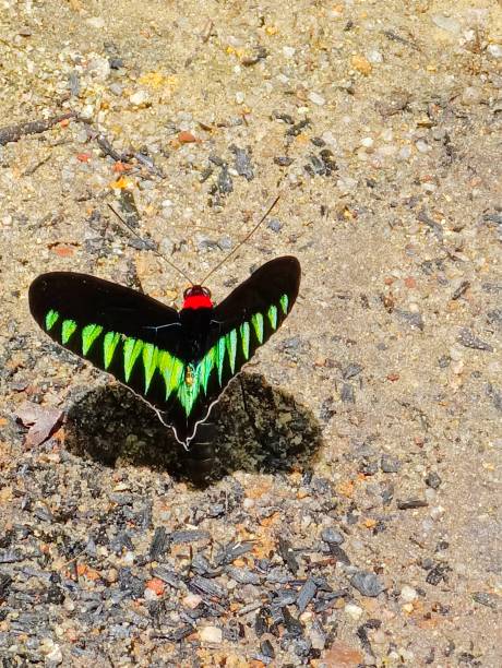 istock Selective focus of a butterfly in the garden 1729366236