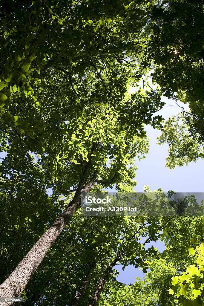 las - Zbiór zdjęć royalty-free (Baldachim drzew)