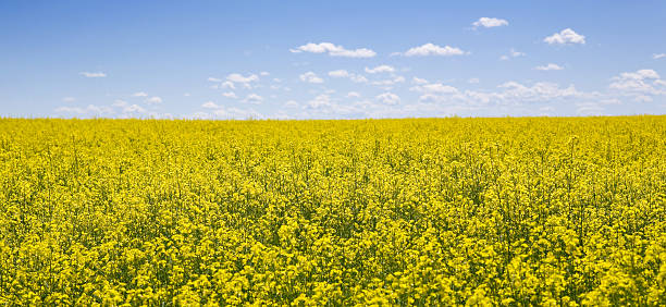 Panorama di campo di colza - foto stock