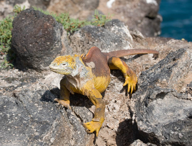 istock Land Iguana in the Galapagos 172936945
