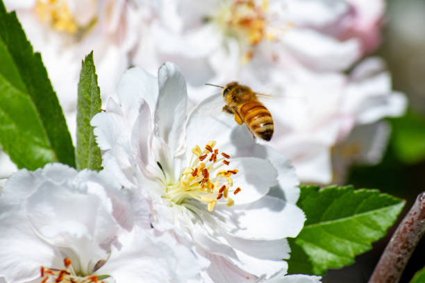 flores blancas con una abeja melífera - bee apple tree flower single flower fotografías e imágenes de stock