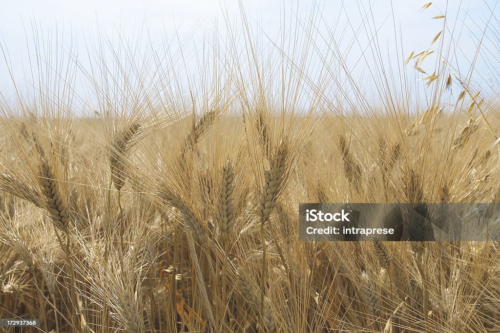 Anbau von Weizen - Lizenzfrei Ernten Stock-Foto