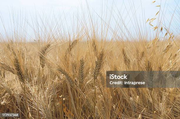 小麦の養殖 - テクスチャー効果のストックフォトや画像を多数ご用意 - テクスチャー効果, 全粒小麦, 全粒穀物