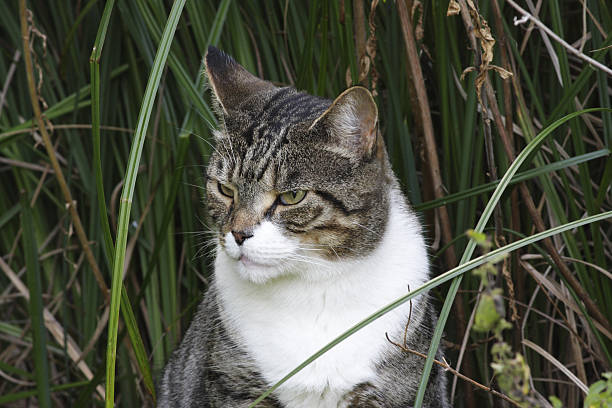 istock Mackerel tabby cat sharp eye domesticated tiger in undergrowth 172937538