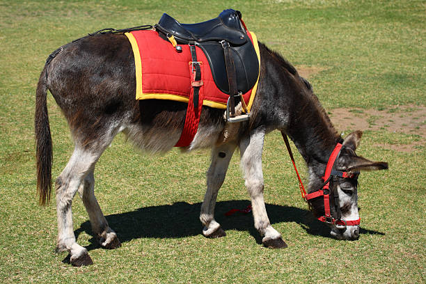Seaside Donkey stock photo