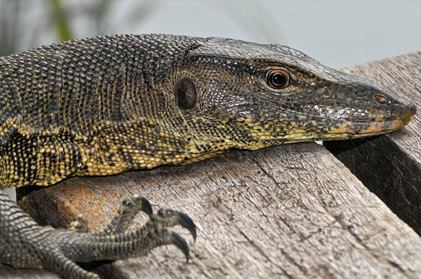 istock Giant Monitor Lizard 172937756
