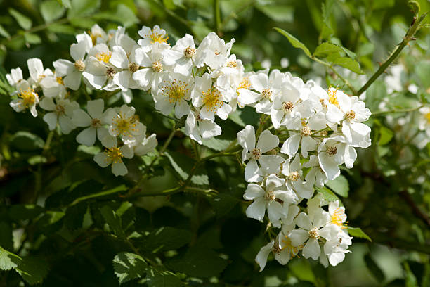 istock Wild Blackberry Bush In Full Bloom 172937825