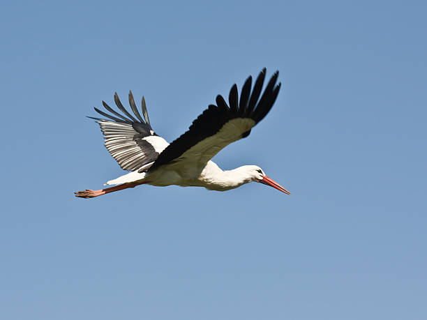 flying stork- nahaufnahme, mit textfreiraum - storchenvogel stock-fotos und bilder