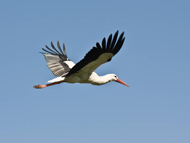 flying stork- gros plan avec espace pour copie - cigogne photos et images de collection