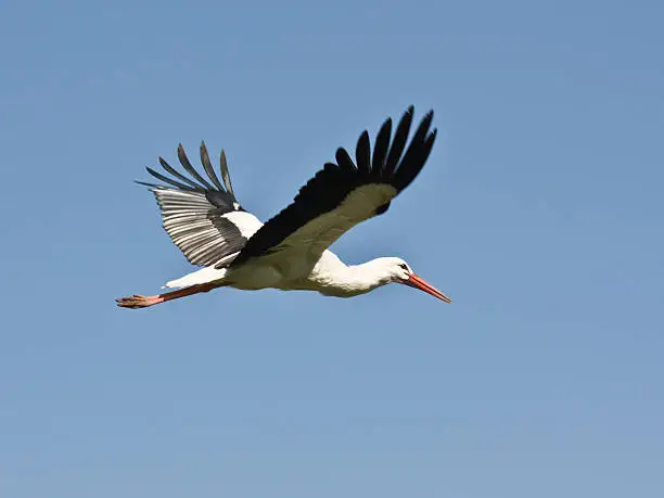 Photo of Flying Stork- Close-up, with copy space