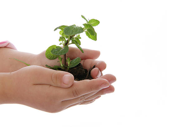 istock child hold a plant 172937930