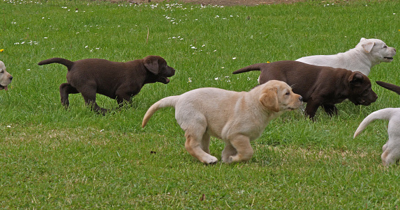 Yellow Labrador Retriever and Brown Labrador Retriever, Group of Puppies Playing on the Lawn, Normandy in France
