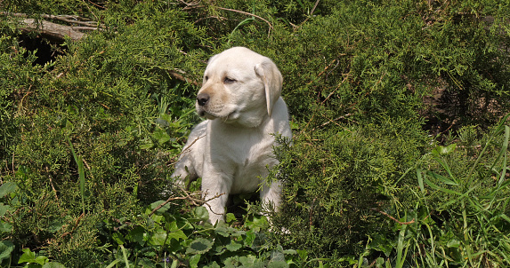 Yellow Labrador Retriever, Puppy in the Vegetation, Normandy