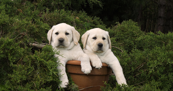 Yellow Labrador Retriever, Puppies Playing in a Flowerpot, Normandy