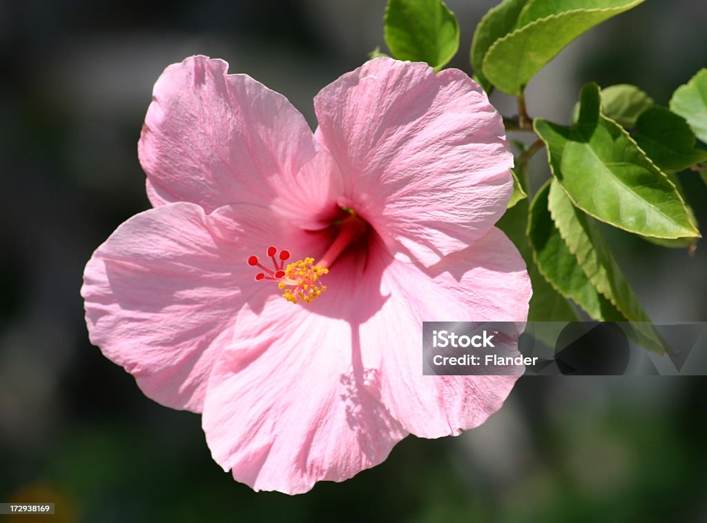 Hibiscus - Lizenzfrei Blatt - Pflanzenbestandteile Stock-Foto