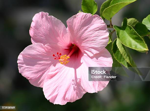 Hibiscus Stockfoto und mehr Bilder von Blatt - Pflanzenbestandteile - Blatt - Pflanzenbestandteile, Blume, Eibisch - Tropische Blume