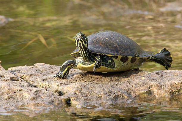 tortuga de la florida goza de vientre rojo - emídidos fotos fotografías e imágenes de stock