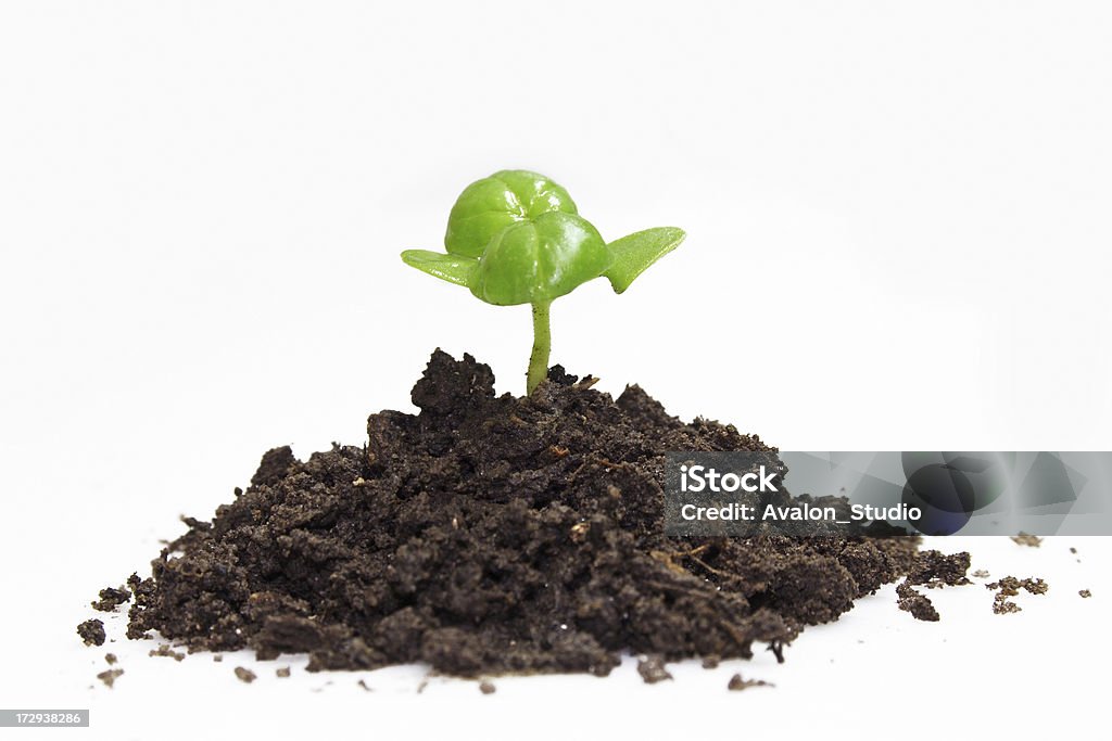 Young plant-basil Young plant Agriculture Stock Photo